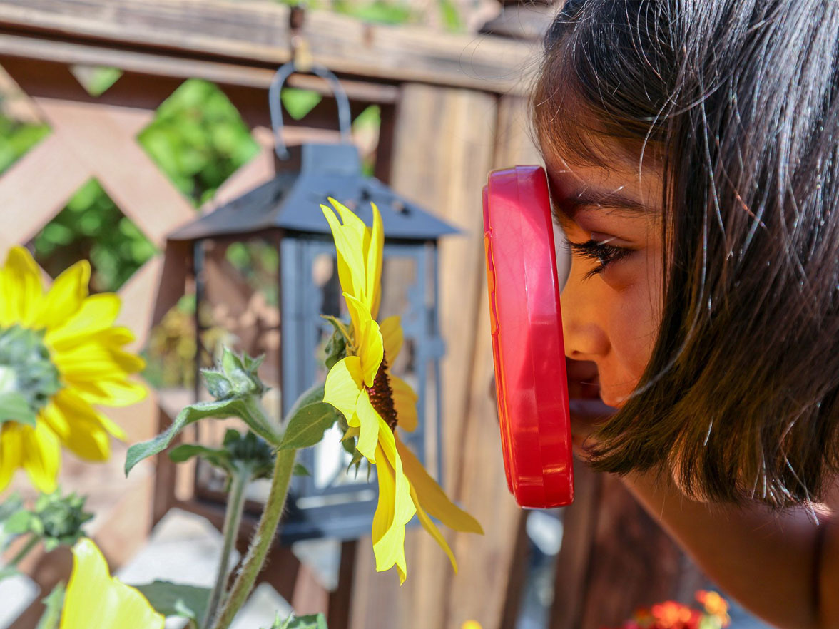 A young child learns about a sun flower with a magnifying glass at daycare