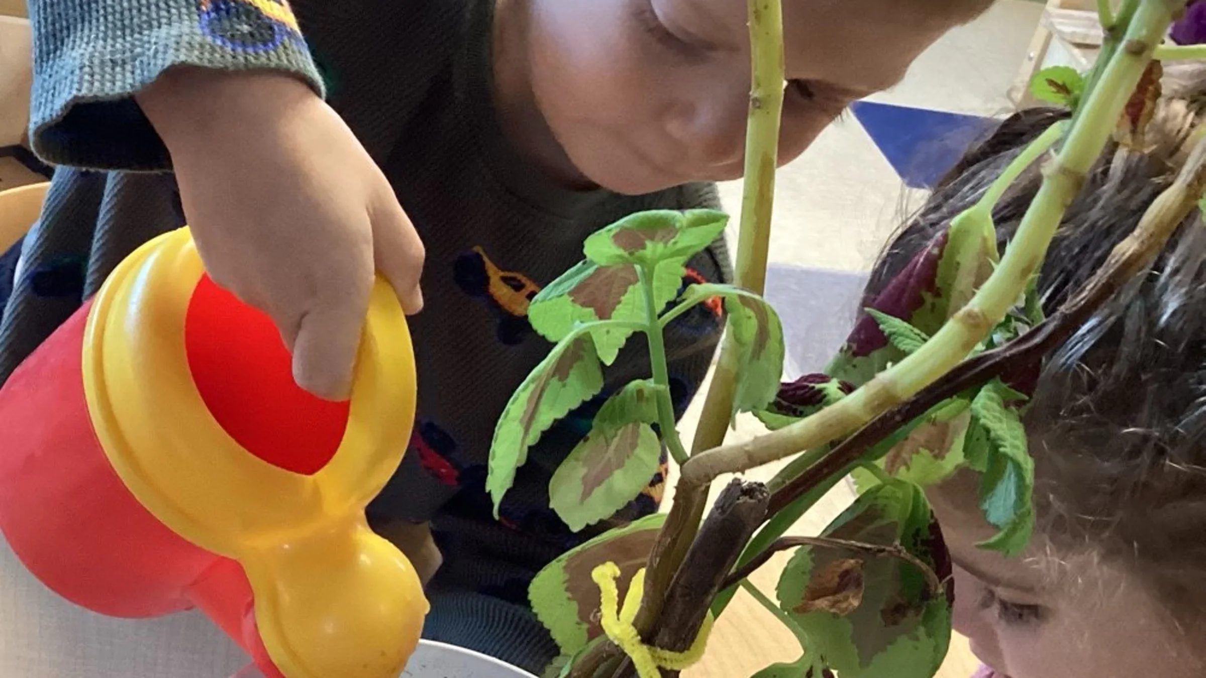 Two boys watering a plant